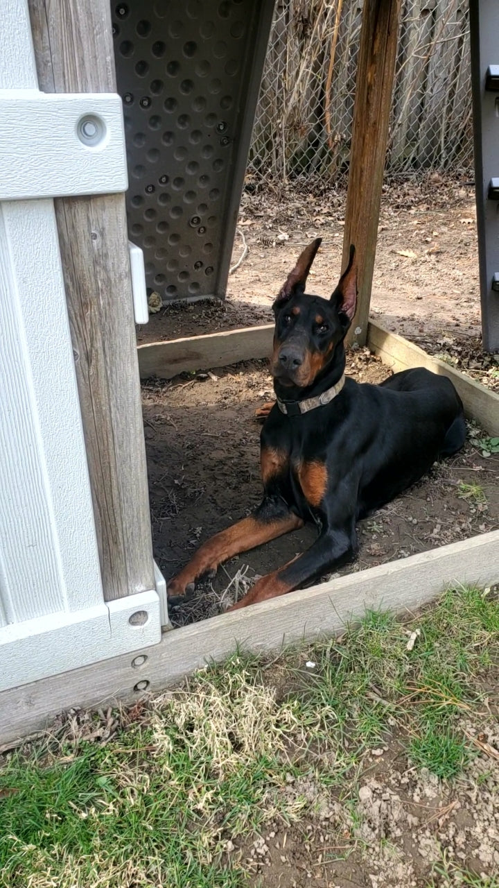 European Doberman Puppies for Sale