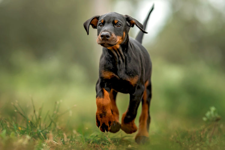 Next Top Tier Litter - Sept 2025