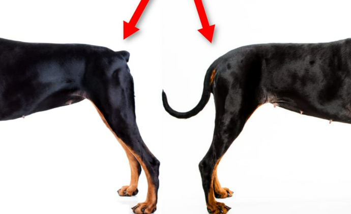 What Is Doberman Tail Docking? Here's Everything You Need To Know!